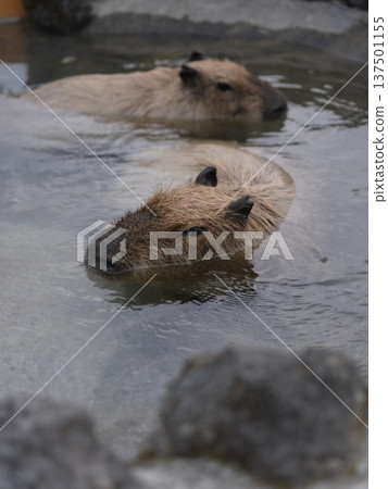 水豚進入溫泉 137501155