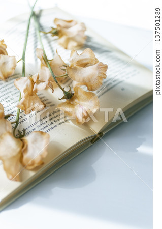 柔和的橙色花朵點綴在一本書上，構成一幅春日閱讀的畫面，垂直構圖。 137501289