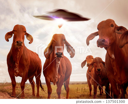 Ufo, cows and field with farm abduction, spaceship and contact with light beam, futuristic and science fiction. Cattle, alien invasion and extraterrestrial with galaxy mission, fantasy or countryside Ufo, cows and field with farm abduction, spaceship and contact with light beam, futuristic and science fiction. Cattle, alien invasion and extraterrestrial with galaxy mission, fantasy or countryside 137501300