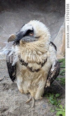 Bald eagle Bald eagle 137501508