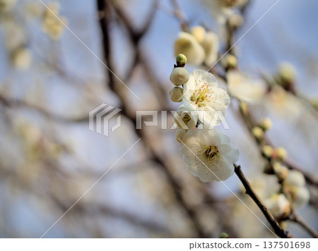 The lovely white plum blossoms "Ryokugaku" bloomed on a sunny day in March. 137501698
