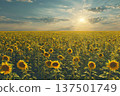 Sunlit sunflower field 137501749