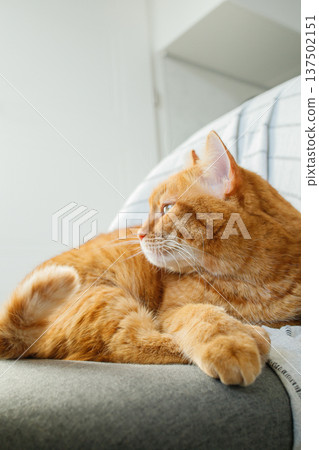 Adult domestic orange cat sitting on the chair at home in the morning. Pets life, domestic animals, adoption Adult domestic orange cat sitting on the chair at home in the morning. Pets life, domestic animals, adoption 137502151
