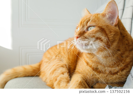 Cute adult domestic orange cat sitting on the chair at home in the morning. Cute adult domestic orange cat sitting on the chair at home in the morning. 137502156