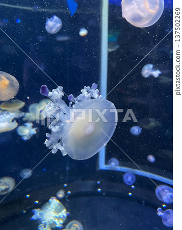 jellyfish jellyfish 137502269