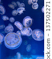 jellyfish  137502271
