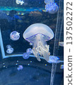 jellyfish  137502272