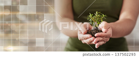 Plant, overlay and hands of business person for investment, agriculture and green energy. Health, profit and future with closeup of employee and soil on banner for hope, sustainability and earth day Plant, overlay and hands of business person for investment, agriculture and green energy. Health, profit and future with closeup of employee and soil on banner for hope, sustainability and earth day 137502293