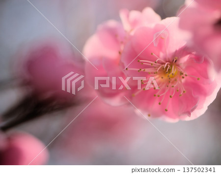 Pink plum blossoms "Mikaikou" bloom beautifully on a sunny day in March 137502341