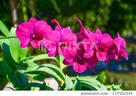 Dendrobium Orchid Dendrobium Orchid 137502345