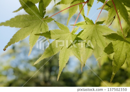 Young maple leaves shining through the light - refreshing new greenery in early summer Young maple leaves shining through the light - refreshing new greenery in early summer 137502350