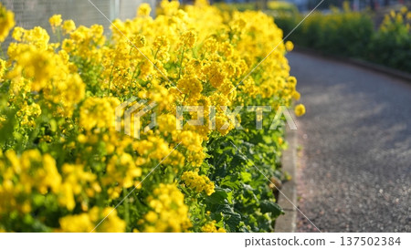 Rape blossoms 137502384