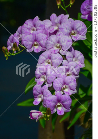 Dendrobium Orchid (Specifically a striped variety often called Burana Stripe Dendrobium Orchid (Specifically a striped variety often called Burana Stripe 137502388