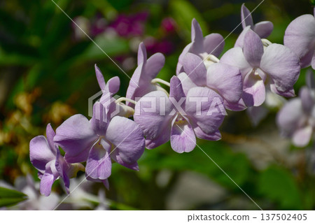 Soft Purple Dendrobium Orchid Branch in Gentle Sunlight Soft Purple Dendrobium Orchid Branch in Gentle Sunlight 137502405