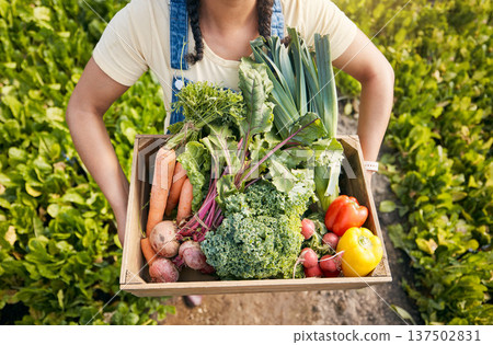 Person, hands and vegetables box for agriculture, sustainability and farming, product growth and agro business. farmer with green harvest and gardening for commerce, food and groceries basket above Person, hands and vegetables box for agriculture, sustainability and farming, product growth and agro business. farmer with green harvest and gardening for commerce, food and groceries basket above 137502831