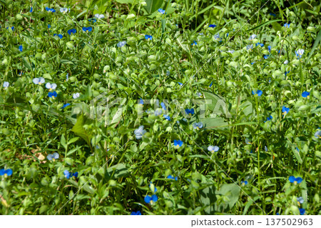 A cluster of morning glory A cluster of morning glory 137502963