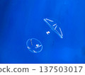 jellyfish  137503017