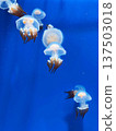 jellyfish  137503018