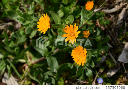 Calendula officinalis (Asteraceae) Calendula officinalis (Asteraceae) 137503068
