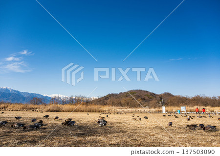 The Northern Alps and ducks from the Otakara Reservoir in winter 137503090