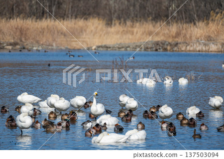 大天鵝在打盹 大天鵝在打盹 137503094