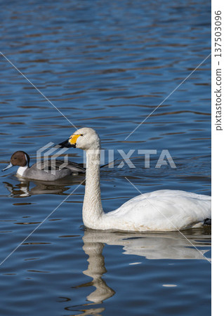 天鵝和燕子 天鵝和燕子 137503096
