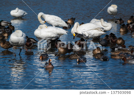 天鵝和鴨 天鵝和鴨 137503098