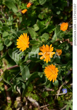 Calendula officinalis (Asteraceae) Calendula officinalis (Asteraceae) 137503107