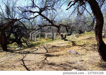 Salt River Recreation Area Arizona 137503189