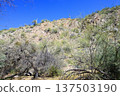 Salt River Recreation Area Arizona 137503190