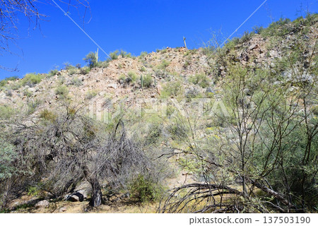 Salt River Recreation Area Arizona 137503190