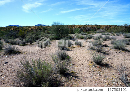 Salt River Recreation Area Arizona 137503191