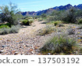 Salt River Recreation Area Arizona 137503192