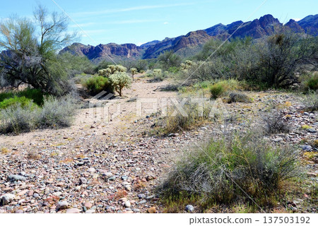 Salt River Recreation Area Arizona 137503192