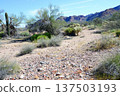 Salt River Recreation Area Arizona 137503193