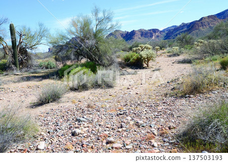 Salt River Recreation Area Arizona 137503193