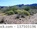 Salt River Recreation Area Arizona 137503196