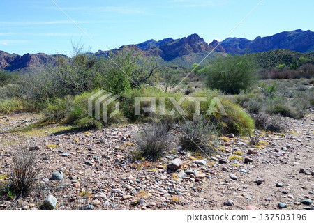 Salt River Recreation Area Arizona 137503196