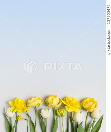 Spring flower of white yellow tulips and daffodils on blue gradient background. Flat lay, copy space. Hello spring 137503472