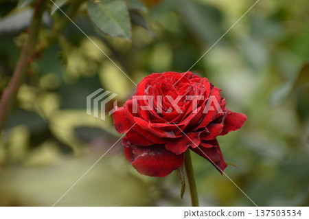 Gorgeous crimson autumn roses Gorgeous crimson autumn roses 137503534