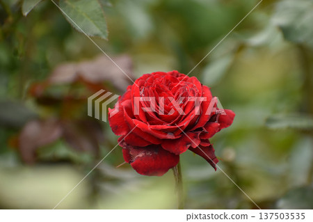 Gorgeous crimson autumn roses Gorgeous crimson autumn roses 137503535