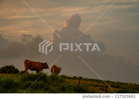 Mt. Aso Cows Grazing at Kusasenrigahama Mt. Aso Cows Grazing at Kusasenrigahama 137503601