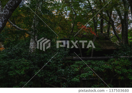 當樹葉開始變色時，祗園寺的景色美不勝收。 137503680