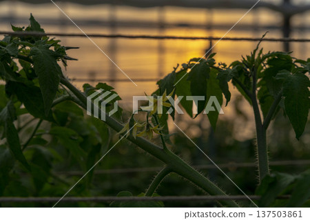 Tomato flowers and green leaves blooming in the evening light Tomato flowers and green leaves blooming in the evening light 137503861