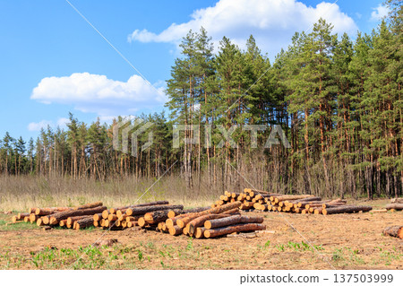 Stacked tree trunks felled by the logging timber industry in pine forest Stacked tree trunks felled by the logging timber industry in pine forest 137503999
