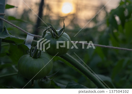 Unripe green tomatoes growing in a greenhouse in the evening light Unripe green tomatoes growing in a greenhouse in the evening light 137504102