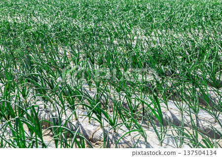 這是一片沙地，靜岡縣濱松市的特產蔬菜──紅蔥頭──就生長在這裡。 137504134