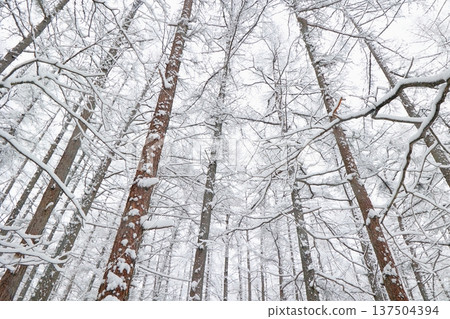 白雪皚皚的森林中可見樹木 白雪皚皚的森林中可見樹木 137504394