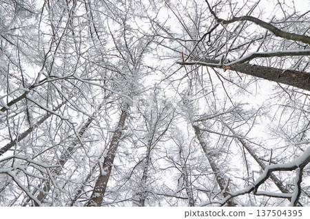 在白雪皚皚的森林中，樹木和天空清晰可見。 137504395