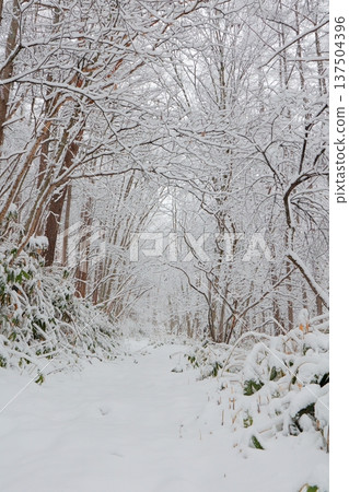 A deserted winter hiking trail that feels both lonely and scary A deserted winter hiking trail that feels both lonely and scary 137504396